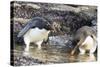 Rockhopper Penguin, Subspecies Southern Rockhopper Penguin-Martin Zwick-Stretched Canvas