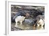 Rockhopper Penguin, Subspecies Southern Rockhopper Penguin-Martin Zwick-Framed Photographic Print