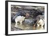 Rockhopper Penguin, Subspecies Southern Rockhopper Penguin-Martin Zwick-Framed Photographic Print