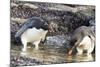 Rockhopper Penguin, Subspecies Southern Rockhopper Penguin-Martin Zwick-Mounted Photographic Print