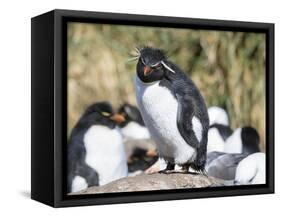 Rockhopper Penguin, subspecies western rockhopper penguin, Falkland Islands-Martin Zwick-Framed Stretched Canvas