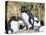 Rockhopper Penguin, subspecies western rockhopper penguin, Falkland Islands-Martin Zwick-Stretched Canvas