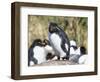 Rockhopper Penguin, subspecies western rockhopper penguin, Falkland Islands-Martin Zwick-Framed Photographic Print