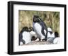 Rockhopper Penguin, subspecies western rockhopper penguin, Falkland Islands-Martin Zwick-Framed Photographic Print