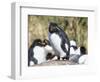 Rockhopper Penguin, subspecies western rockhopper penguin, Falkland Islands-Martin Zwick-Framed Photographic Print