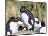 Rockhopper Penguin, subspecies western rockhopper penguin, Falkland Islands-Martin Zwick-Mounted Photographic Print