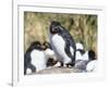 Rockhopper Penguin, subspecies western rockhopper penguin, Falkland Islands-Martin Zwick-Framed Photographic Print