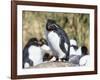 Rockhopper Penguin, subspecies western rockhopper penguin, Falkland Islands-Martin Zwick-Framed Photographic Print