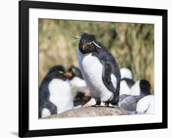 Rockhopper Penguin, subspecies western rockhopper penguin, Falkland Islands-Martin Zwick-Framed Photographic Print