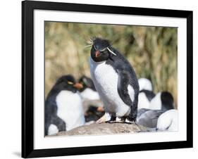 Rockhopper Penguin, subspecies western rockhopper penguin, Falkland Islands-Martin Zwick-Framed Photographic Print