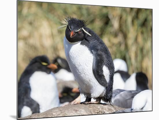 Rockhopper Penguin, subspecies western rockhopper penguin, Falkland Islands-Martin Zwick-Mounted Photographic Print