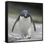 Rockhopper Penguin Walking with Head Down-DLILLC-Framed Stretched Canvas