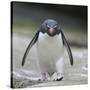 Rockhopper Penguin Walking with Head Down-DLILLC-Stretched Canvas