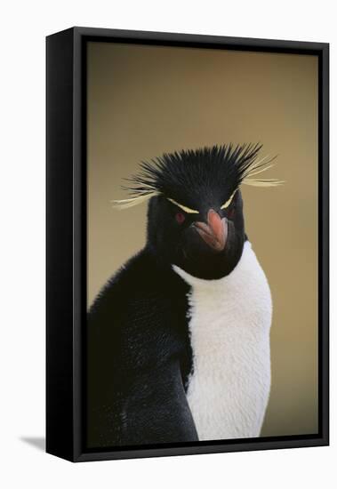 Rockhopper Penguin-DLILLC-Framed Stretched Canvas