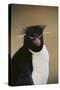 Rockhopper Penguin-DLILLC-Stretched Canvas