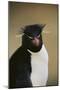 Rockhopper Penguin-DLILLC-Mounted Photographic Print