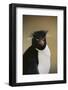 Rockhopper Penguin-DLILLC-Framed Photographic Print