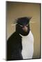 Rockhopper Penguin-DLILLC-Mounted Photographic Print