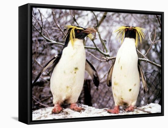 Rockhopper Penguins at Whipsnade Zoo, January 1987-null-Framed Stretched Canvas