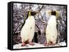 Rockhopper Penguins at Whipsnade Zoo, January 1987-null-Framed Stretched Canvas