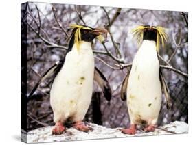 Rockhopper Penguins at Whipsnade Zoo, January 1987-null-Stretched Canvas