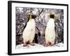 Rockhopper Penguins at Whipsnade Zoo, January 1987-null-Framed Photographic Print