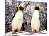 Rockhopper Penguins at Whipsnade Zoo, January 1987-null-Mounted Photographic Print