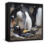 Rockhopper Penguins (Eudyptes Chrysocome) Mate During Breeding Season-Eleanor Scriven-Framed Stretched Canvas