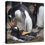 Rockhopper Penguins (Eudyptes Chrysocome) Mate During Breeding Season-Eleanor Scriven-Stretched Canvas