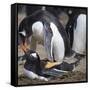 Rockhopper Penguins (Eudyptes Chrysocome) Mate During Breeding Season-Eleanor Scriven-Framed Stretched Canvas