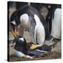 Rockhopper Penguins (Eudyptes Chrysocome) Mate During Breeding Season-Eleanor Scriven-Stretched Canvas