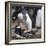 Rockhopper Penguins (Eudyptes Chrysocome) Mate During Breeding Season-Eleanor Scriven-Framed Photographic Print