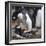 Rockhopper Penguins (Eudyptes Chrysocome) Mate During Breeding Season-Eleanor Scriven-Framed Photographic Print