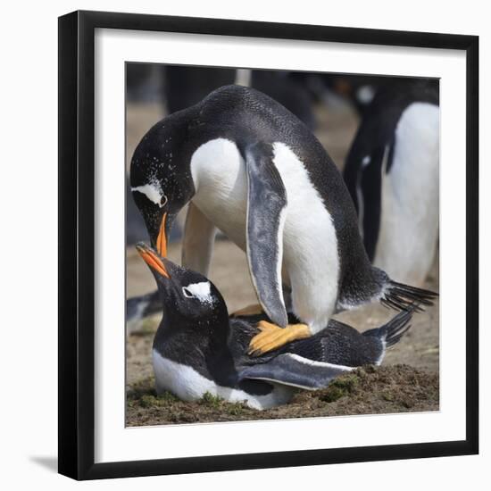 Rockhopper Penguins (Eudyptes Chrysocome) Mate During Breeding Season-Eleanor Scriven-Framed Photographic Print