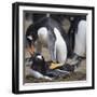 Rockhopper Penguins (Eudyptes Chrysocome) Mate During Breeding Season-Eleanor Scriven-Framed Photographic Print