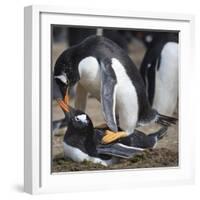 Rockhopper Penguins (Eudyptes Chrysocome) Mate During Breeding Season-Eleanor Scriven-Framed Photographic Print