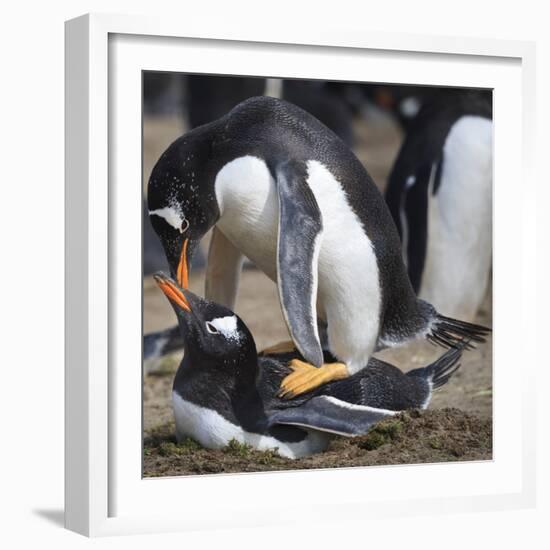 Rockhopper Penguins (Eudyptes Chrysocome) Mate During Breeding Season-Eleanor Scriven-Framed Photographic Print