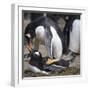 Rockhopper Penguins (Eudyptes Chrysocome) Mate During Breeding Season-Eleanor Scriven-Framed Photographic Print