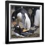 Rockhopper Penguins (Eudyptes Chrysocome) Mate During Breeding Season-Eleanor Scriven-Framed Photographic Print