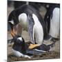 Rockhopper Penguins (Eudyptes Chrysocome) Mate During Breeding Season-Eleanor Scriven-Mounted Photographic Print