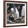 Rockhopper Penguins (Eudyptes Chrysocome) Mate During Breeding Season-Eleanor Scriven-Framed Photographic Print