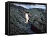 Rockhopper Penguins Jumping on the Rocky Shorline-DLILLC-Framed Stretched Canvas