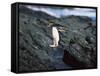 Rockhopper Penguins Jumping on the Rocky Shorline-DLILLC-Framed Stretched Canvas