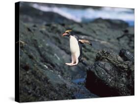 Rockhopper Penguins Jumping on the Rocky Shorline-DLILLC-Stretched Canvas
