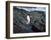 Rockhopper Penguins Jumping on the Rocky Shorline-DLILLC-Framed Photographic Print