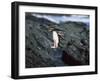 Rockhopper Penguins Jumping on the Rocky Shorline-DLILLC-Framed Photographic Print