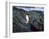 Rockhopper Penguins Jumping on the Rocky Shorline-DLILLC-Framed Photographic Print