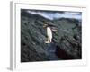 Rockhopper Penguins Jumping on the Rocky Shorline-DLILLC-Framed Photographic Print