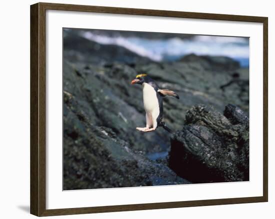 Rockhopper Penguins Jumping on the Rocky Shorline-DLILLC-Framed Photographic Print
