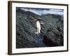 Rockhopper Penguins Jumping on the Rocky Shorline-DLILLC-Framed Photographic Print